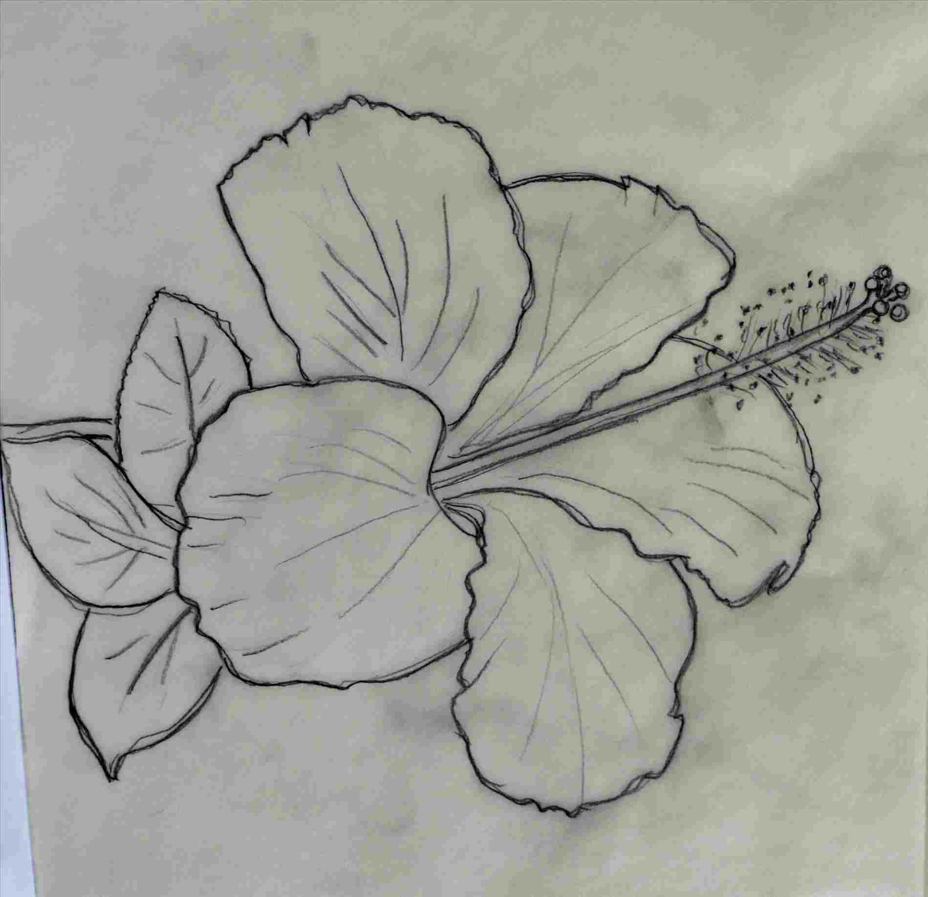Hibiscus Pencil Drawing at Explore collection of