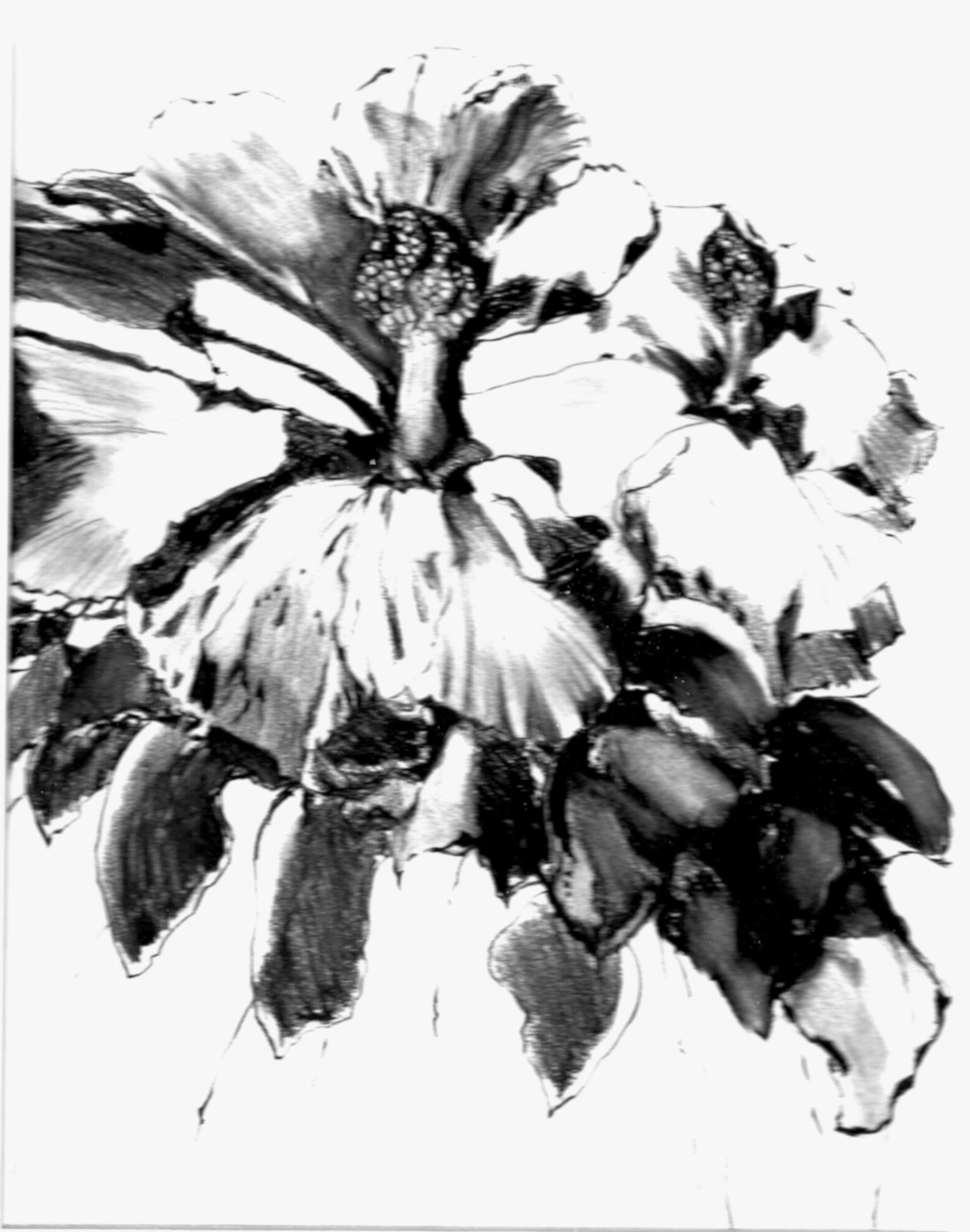 1540x1956 Charcoal Pencil Hibiscus Drawing In Carol Taylor's Blog - Hibiscus Pencil Drawing