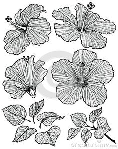 236x296 best hibiscus drawing images in hibiscus drawing - Hibiscus Plant Drawing