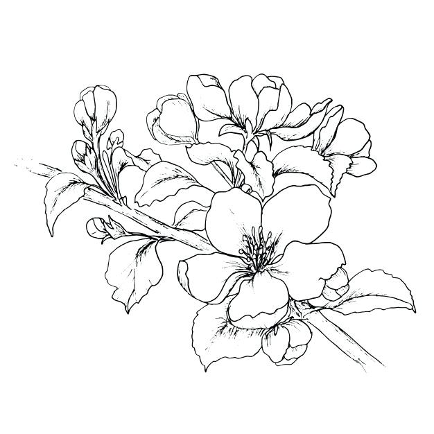 626x626 Flower Drawing Outline At Free For Personal Use Inside Hibiscus - Hibiscus Plant Drawing