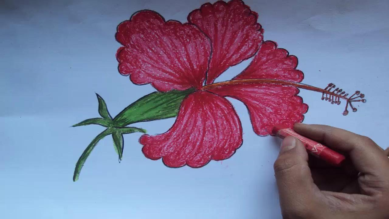 1280x720 flower of hibiscus plant drawing flower of hibiscus plant drawing - Hibiscus Plant Drawing