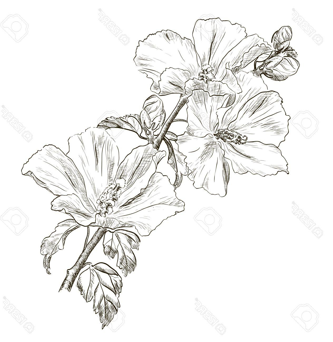 1264x1300 flower of hibiscus plant drawing hibiscus drawings sketches - Hibiscus Plant Drawing