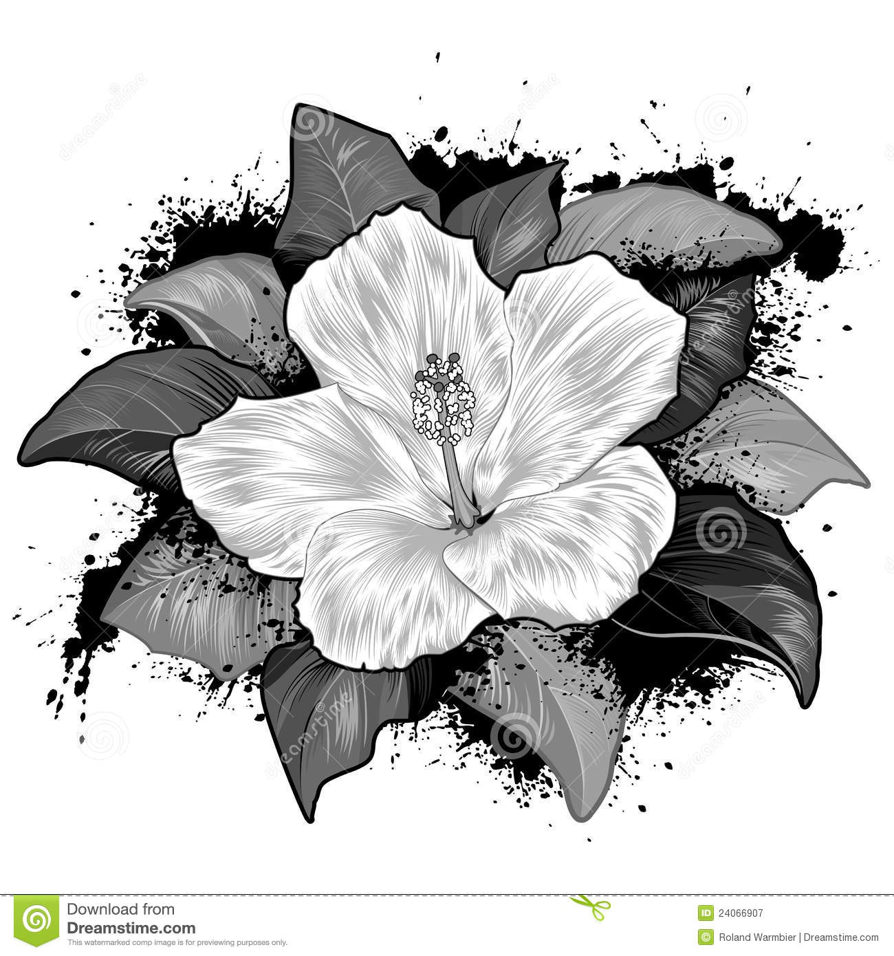1300x1390 flower of hibiscus plant drawing hibiscus flower drawing on white - Hibiscus Plant Drawing