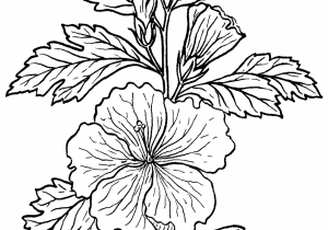 300x210 flower of hibiscus plant drawing hibiscus flower drawing royalty - Hibiscus Plant Drawing