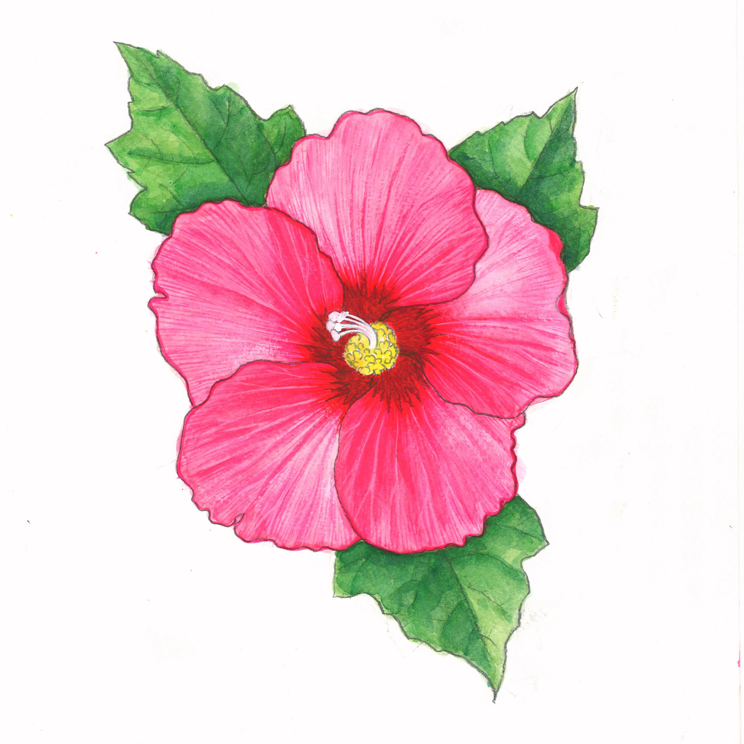 2598x2598 flower of hibiscus plant drawing hibiscus plant drawing - Hibiscus Plant Drawing