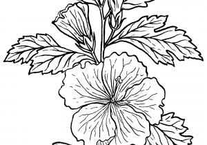 300x210 flower of hibiscus plant drawing hibiscus plant drawing - Hibiscus Plant Drawing