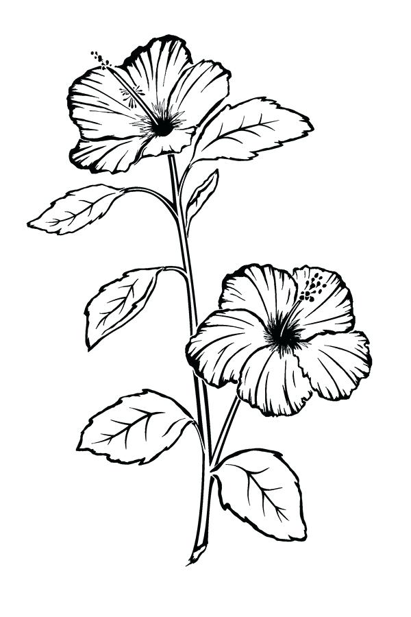 600x900 hibiscus drawing hibiscus plant for free download - Hibiscus Plant Drawing