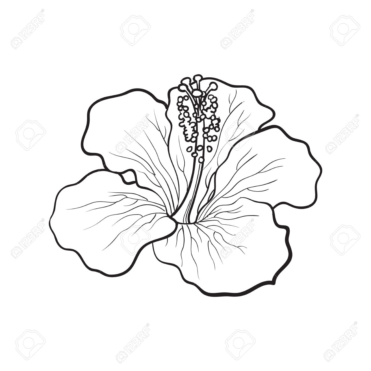 1300x1300 flower of hibiscus plant drawing single bright hibiscus tropical - Hibiscus Plant Drawing