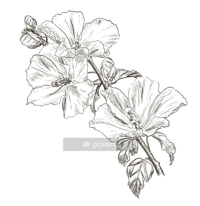 681x700 Hand Drawing Hibiscus Flower Wall Decal We Live To Change - Hibiscus Plant Drawing