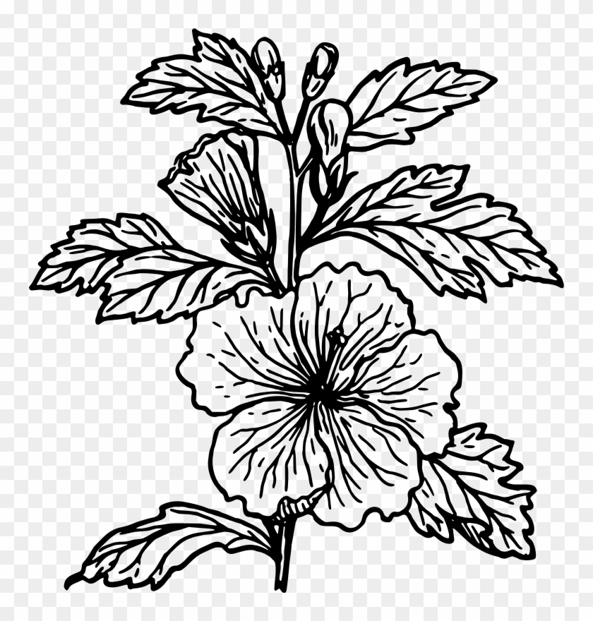 840x880 Hibiscus Drawing - Hibiscus Plant Drawing