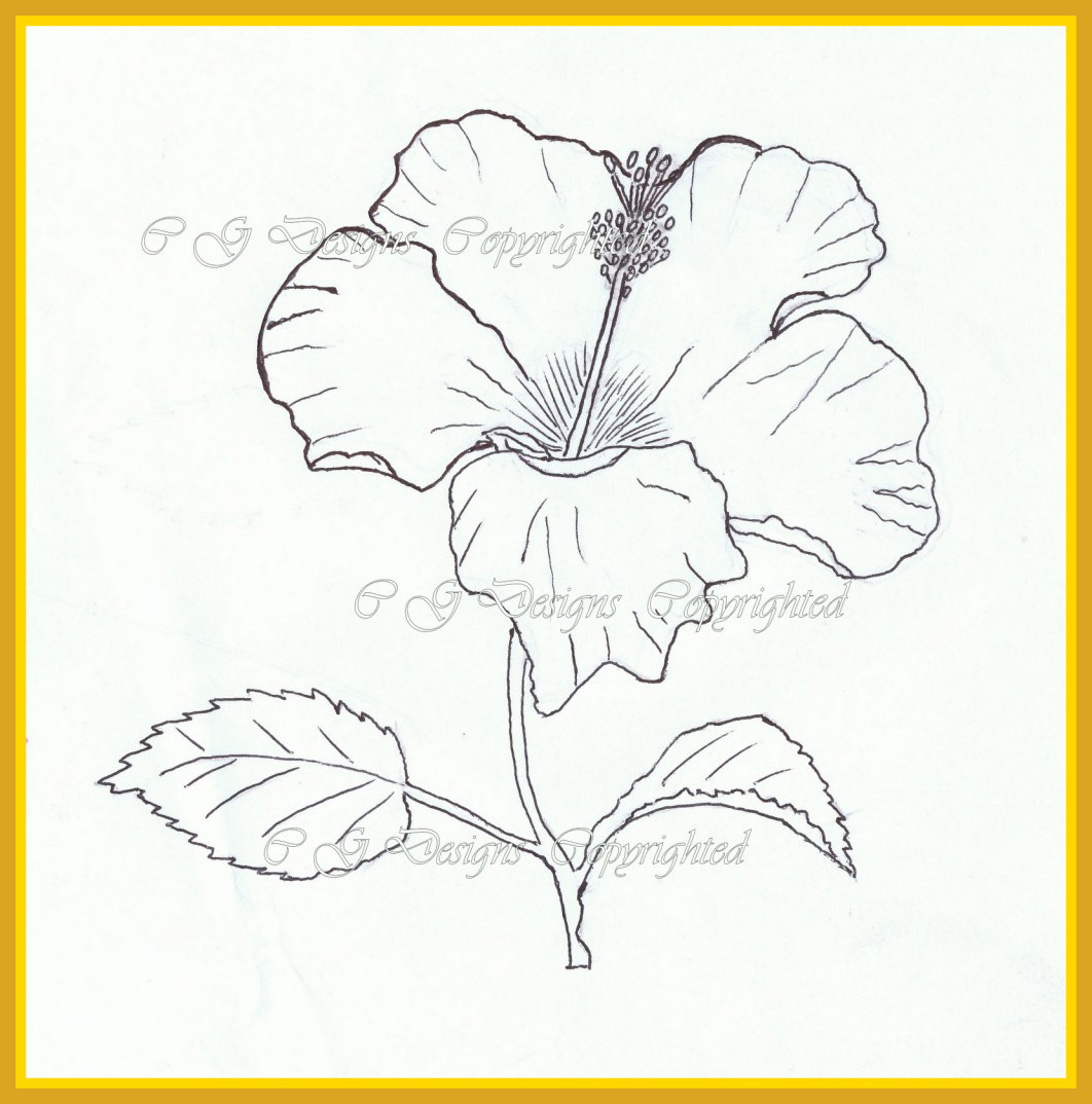1062x1074 Hibiscus Drawings Sketches - Hibiscus Plant Drawing