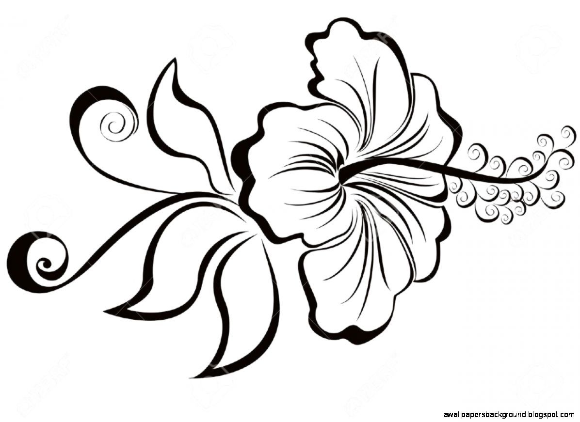 1196x871 hibiscus flower clipart black and white classy cloud - Hibiscus Plant Drawing
