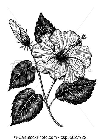 339x470 Hibiscus Flower Drawing - Hibiscus Plant Drawing