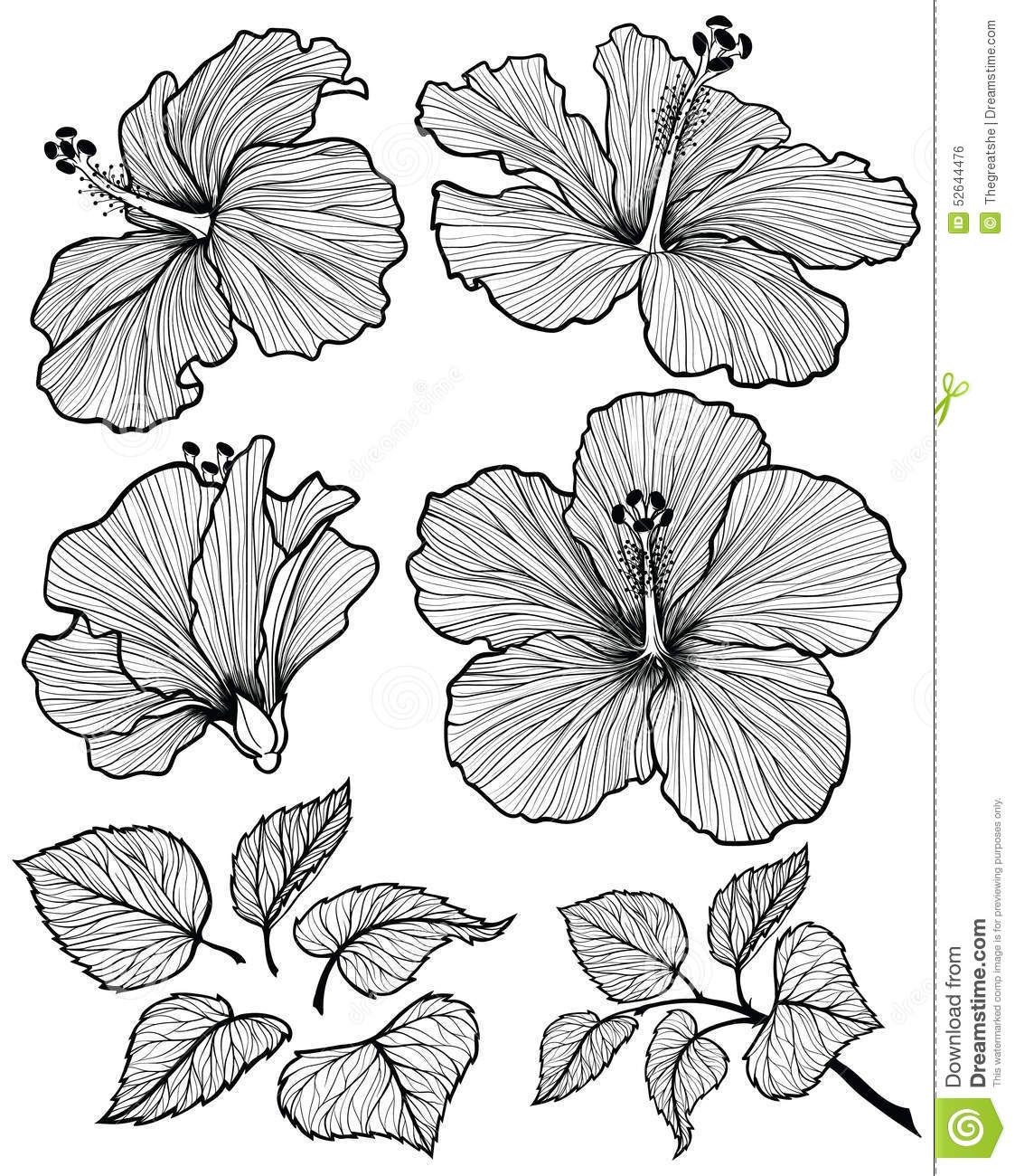 1123x1300 Hibiscus Flower Drawing Photo - Hibiscus Plant Drawing