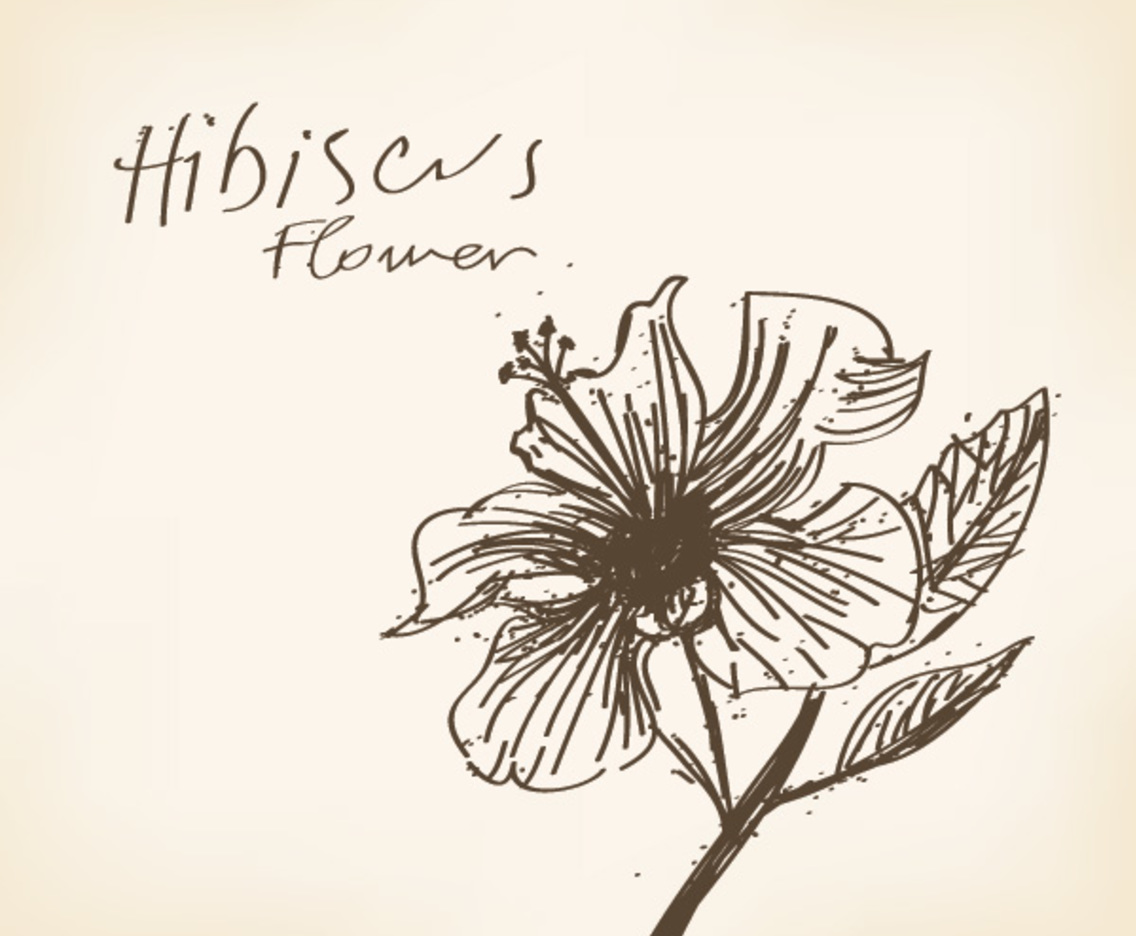 1136x936 Hibiscus Flower Drawing Vector Art Graphics - Hibiscus Plant Drawing