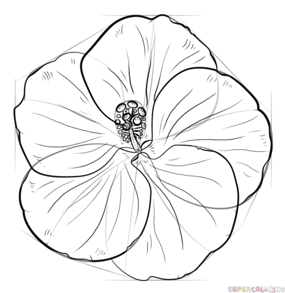559x575 Plant Drawing Gumamela For Free Download - Hibiscus Plant Drawing