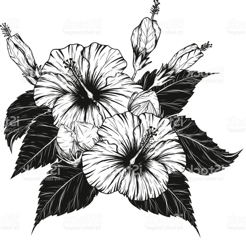 1024x1001 Hibiscus Flowers Drawing - Hibiscus Plant Drawing