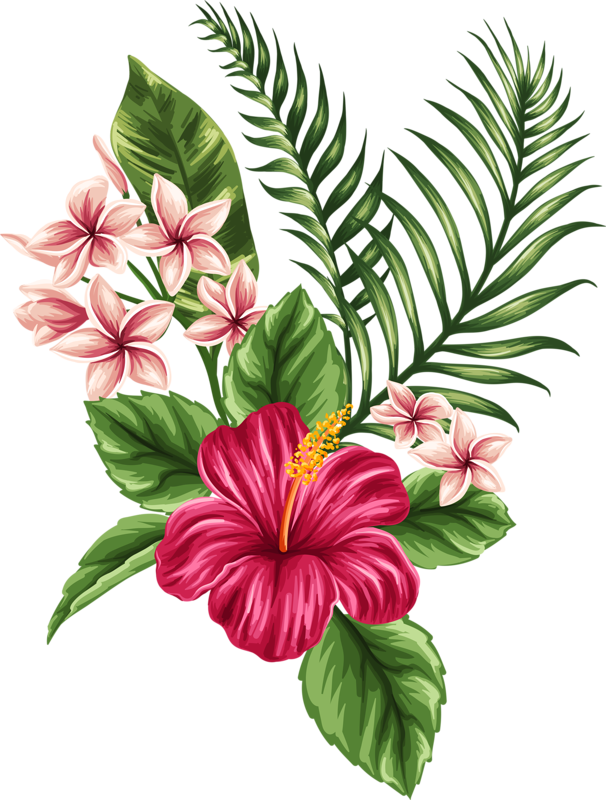 606x800 Hibiscus Flower Drawing - Hibiscus Plant Drawing