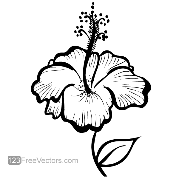 600x600 Huge Collection Of 'hibiscus Plant Drawing' Download More Than - Hibiscus Plant Drawing