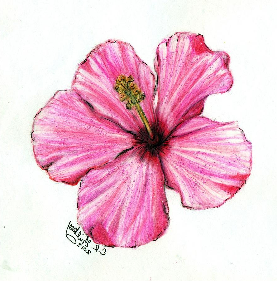 Hibiscus Plant Drawing at PaintingValley.com | Explore collection of ...