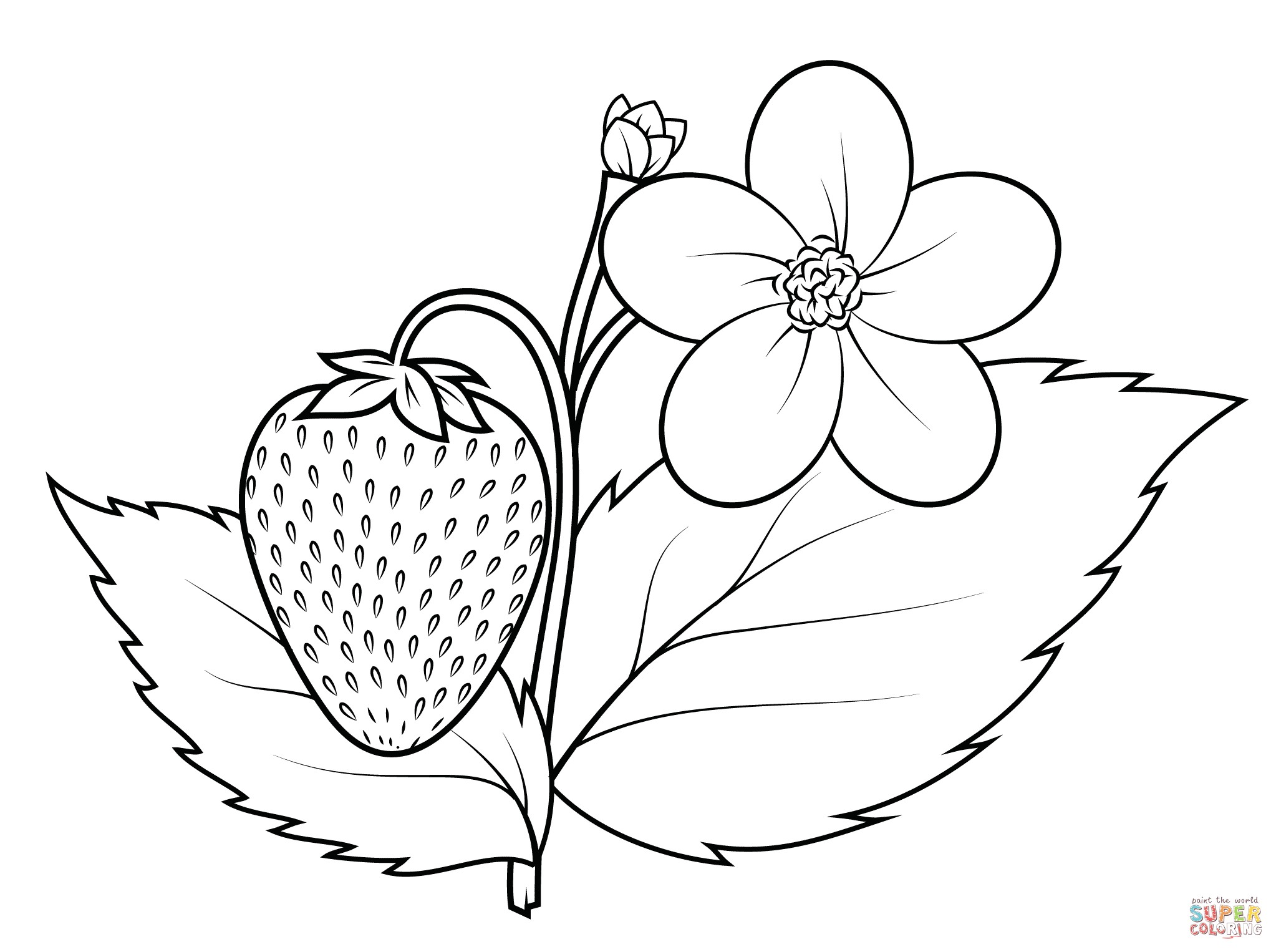2046x1526 plant drawing for kids with flower of hibiscus plant drawing - Hibiscus Plant Drawing