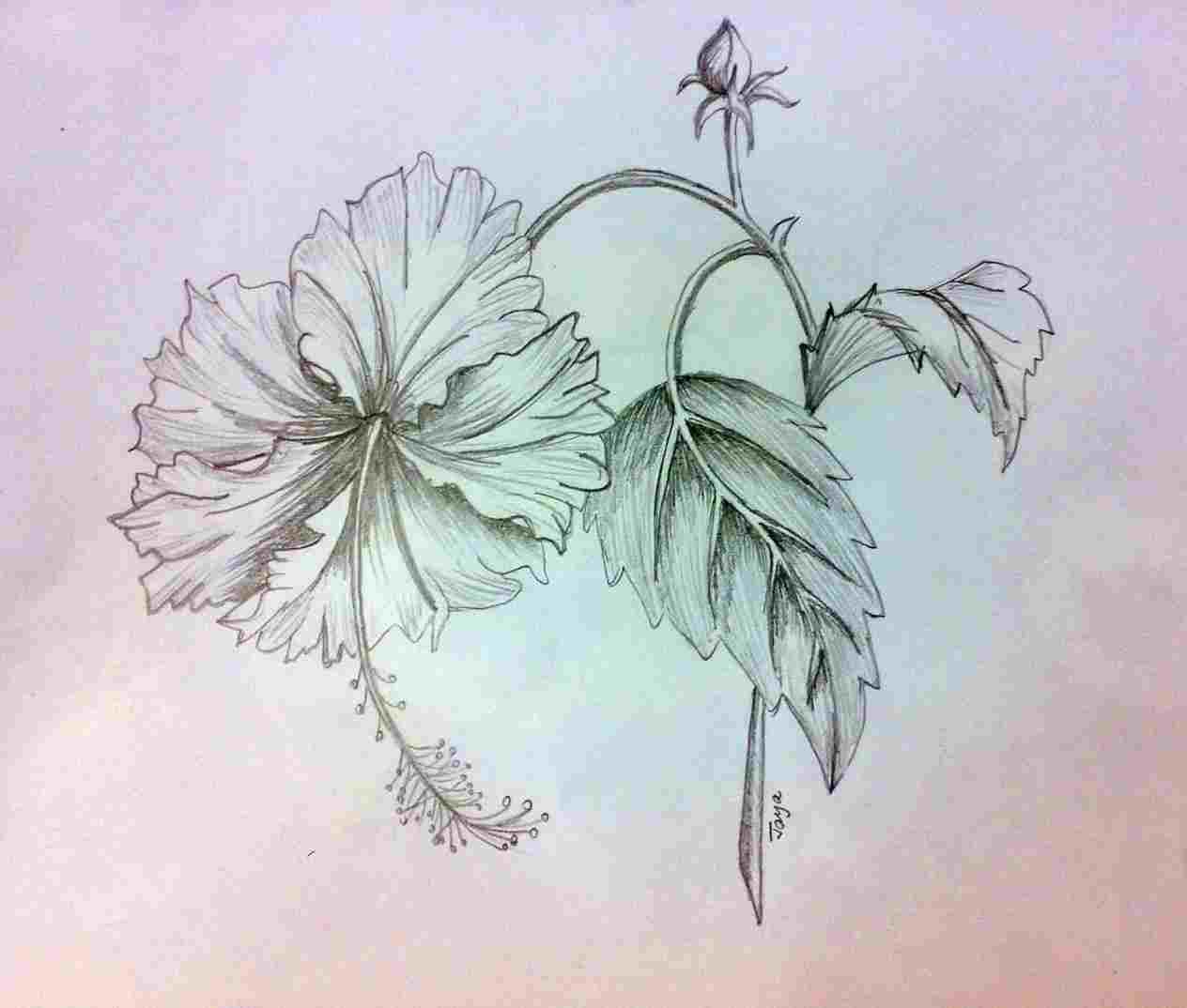 1264x1074 at rhdrawingslycom flower sketch of hibiscus flowers of hibiscus - Hibiscus Plant Drawing
