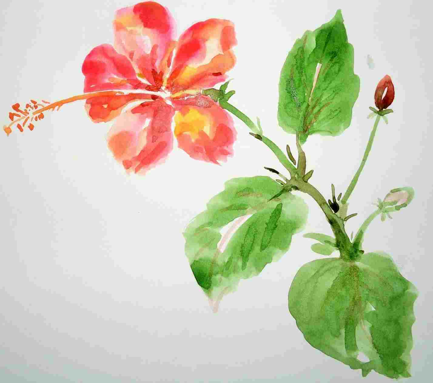 1428x1262 How Flower Of Hibiscus Plant Drawing To Draw Flowers - Hibiscus Plant Drawing