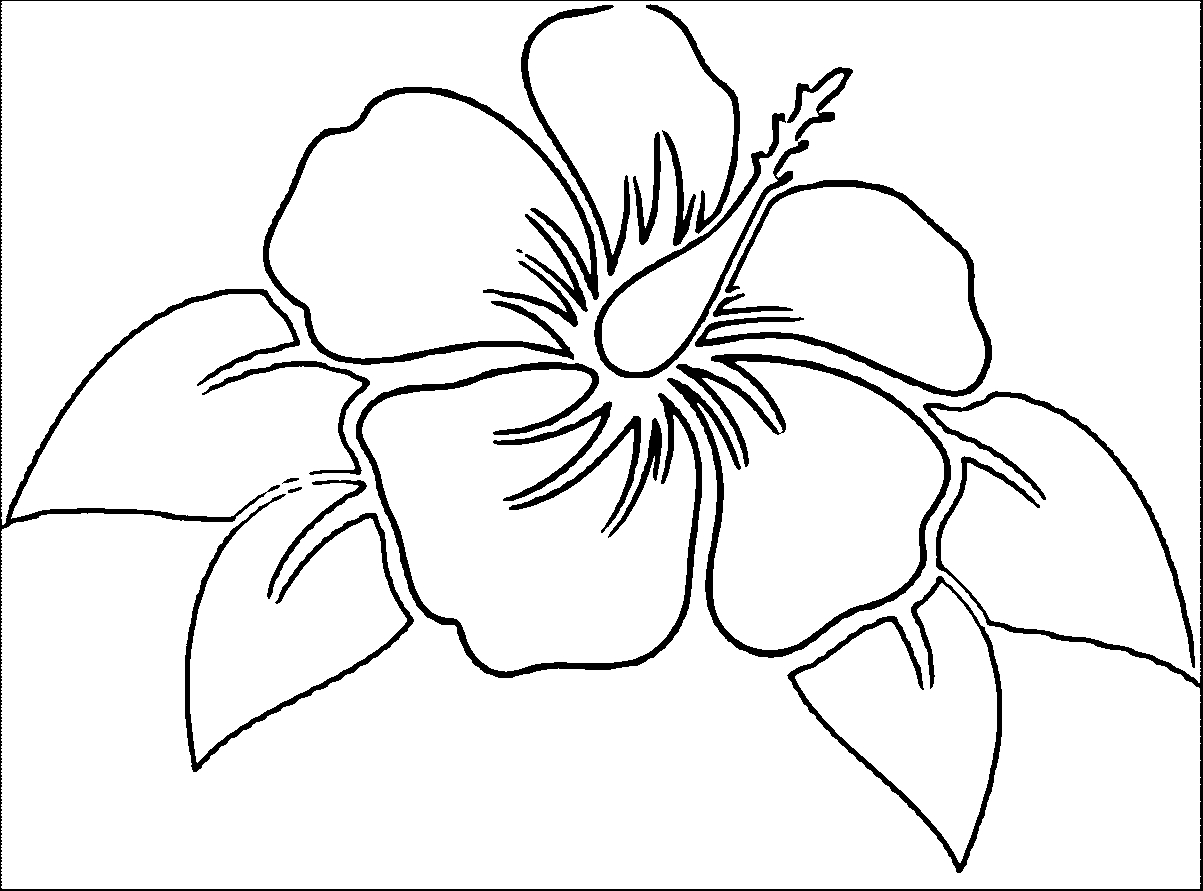 Hibiscus Plant Drawing at PaintingValley.com | Explore collection of ...