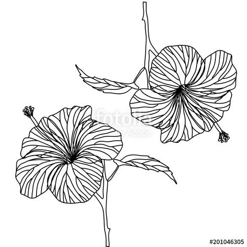 500x500 Contour Drawing Of Hibiscus Flower Black And White Illustration - Hibiscus Plant Drawing