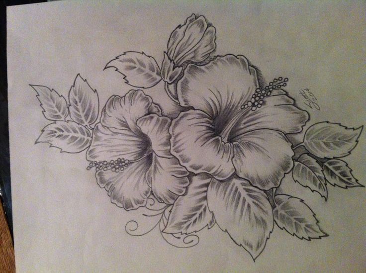 736x549 Hibiscus Tattoo Drawing At Com Free For Personal Us On Printable - Hibiscus Tattoo Drawing
