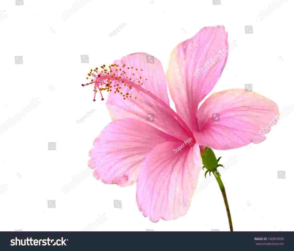 1185x1012 label hibiscus flower hibiscus tattoo drawing the flowers - Hibiscus Tattoo Drawing