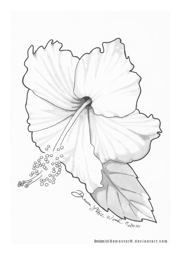 600x842 Lily Hibiscus Flower Tattoo Design - Hibiscus Tattoo Drawing