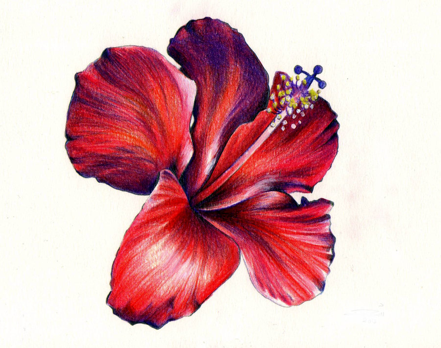 900x710 Red Hibiscus Tattoo Design Tattoo Ideas - Hibiscus Tattoo Drawing