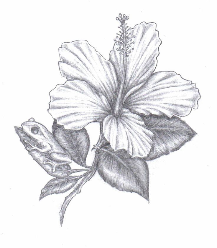 736x843 coqui tattoo designs - Hibiscus Tattoo Drawing