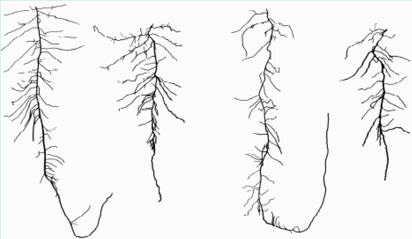850x494 Line Drawings Of Roots - High Drawings