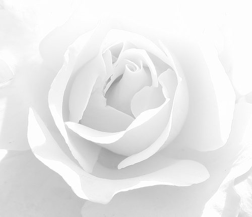 500x431 Value Drawing - High Key Drawing