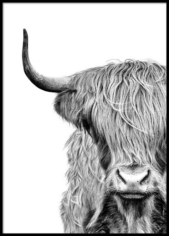 540x750 highland cow close up poster - Highland Cow Drawing