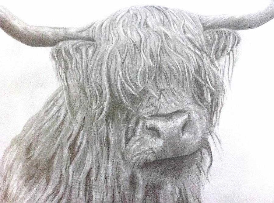 900x668 highland cow drawing - Highland Cow Drawing
