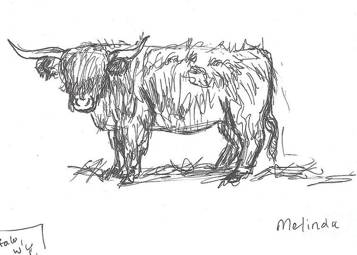 700x500 highland cow field sketch greeting card for sale - Highland Cow Drawing