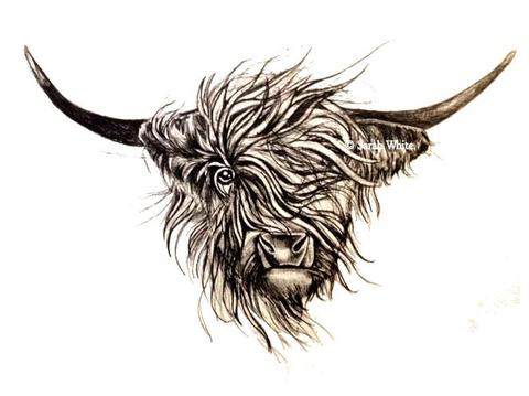 480x359 highland cow giclee print art - Highland Cow Drawing