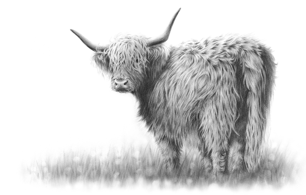 Highland Cow Drawing at Explore collection of
