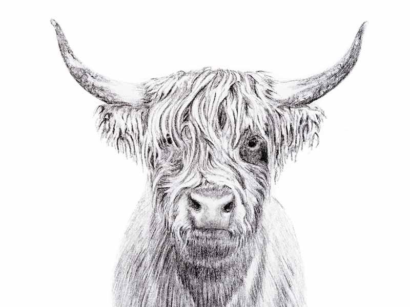 Free Free 85 Simple Highland Cow Svg SVG PNG EPS DXF File