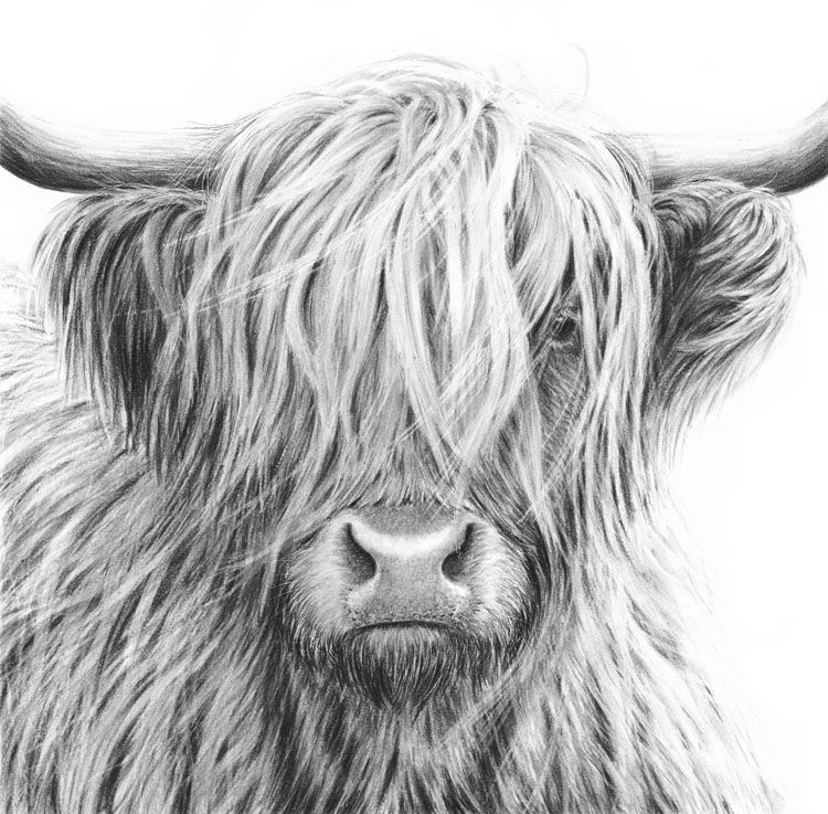 Highland Cow Drawing at Explore collection of