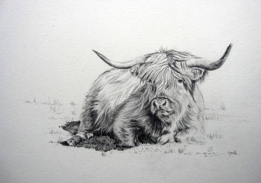 Highland Cow Drawing at PaintingValley.com | Explore collection of ...