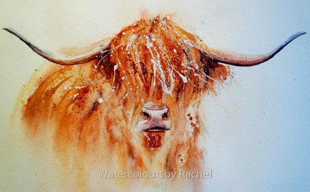 622x385 how to paint a highland cow in easy steps watercolours - Highland Cow Drawing