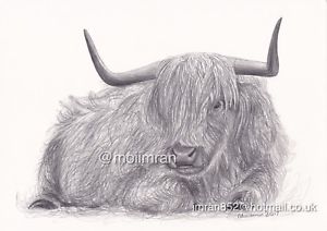 300x212 original pencil drawing of scottish highland cow - Highland Cow Drawing
