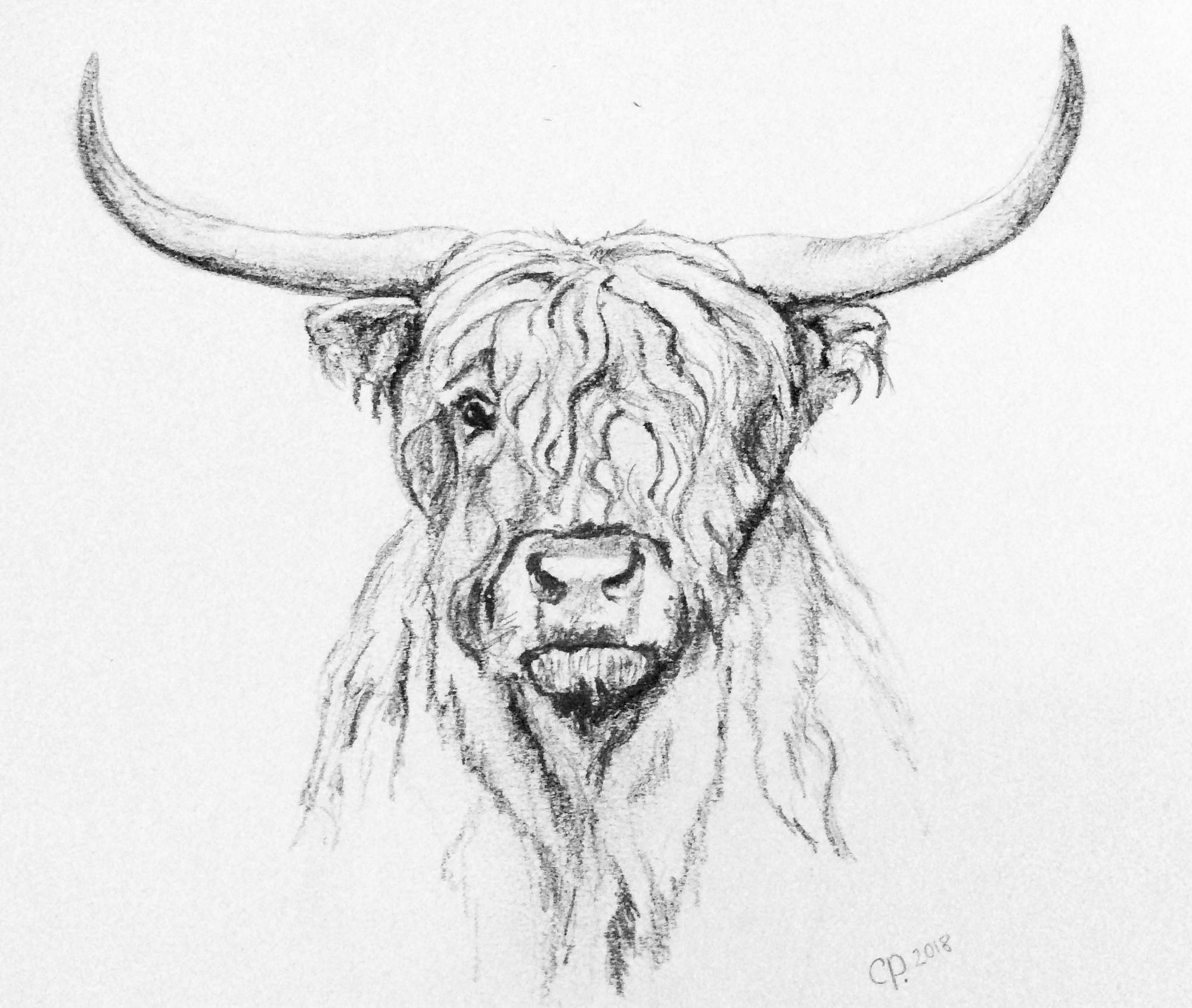 Highland Cow Drawing at PaintingValley com Explore collection of