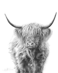 Highland Cow Drawing at PaintingValley.com | Explore collection of ...