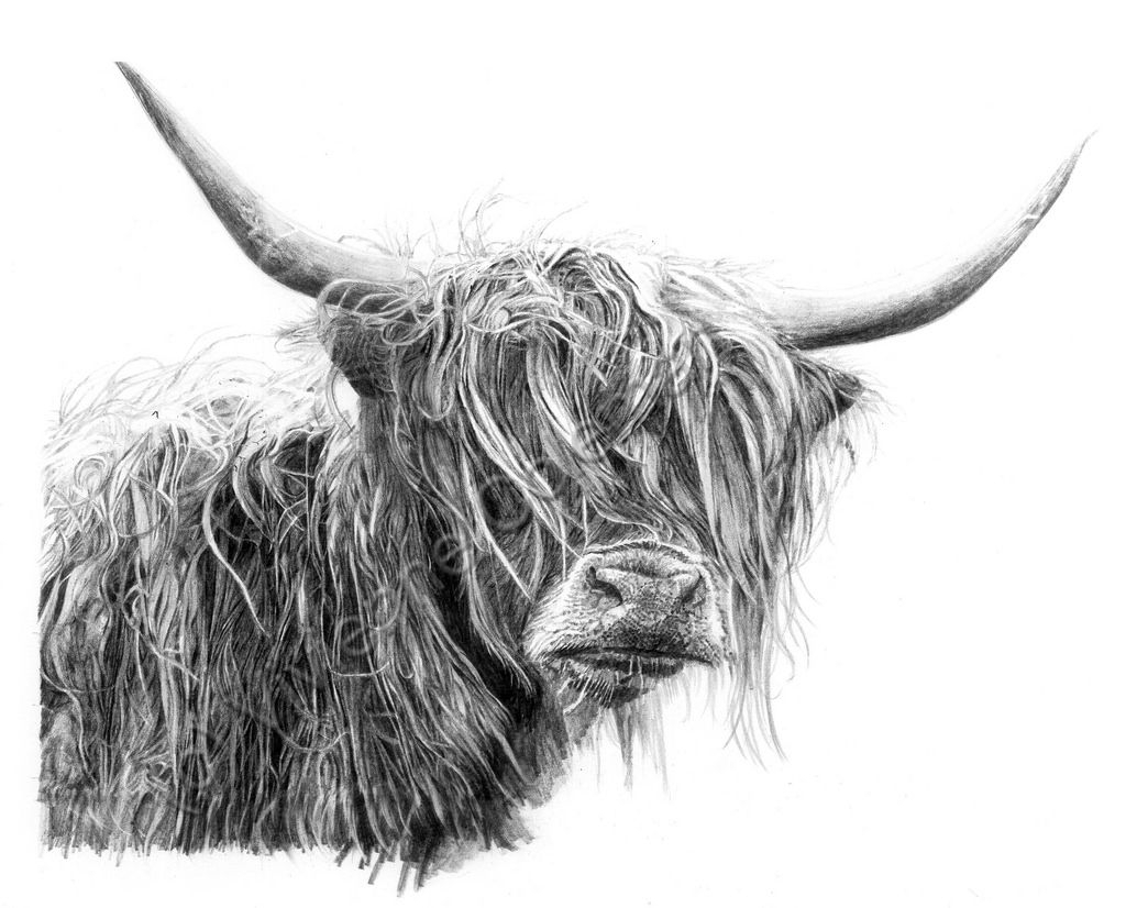 1024x826 highland cow pencil drawing - Highland Cow Drawing