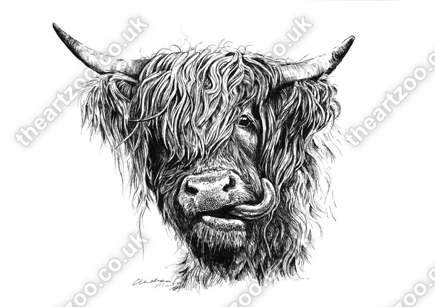 850x601 highland cow - Highland Cow Drawing